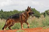 BERGER ALLEMAND 396